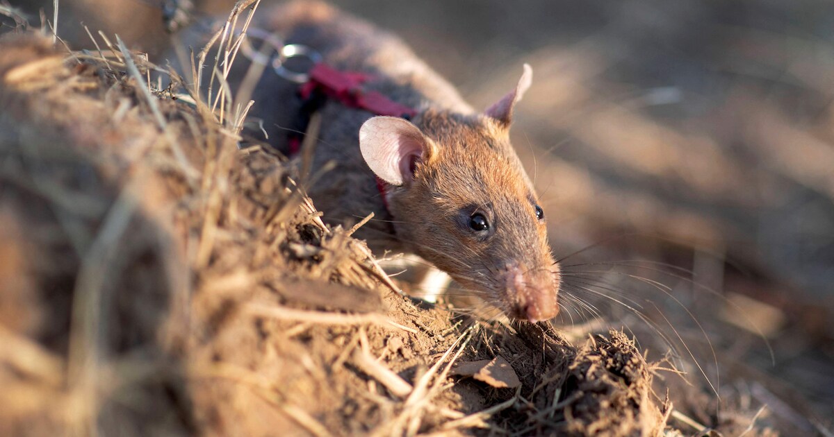 Ronin de rat breekt wereldrecord en spoort 124 explosieven op in ...