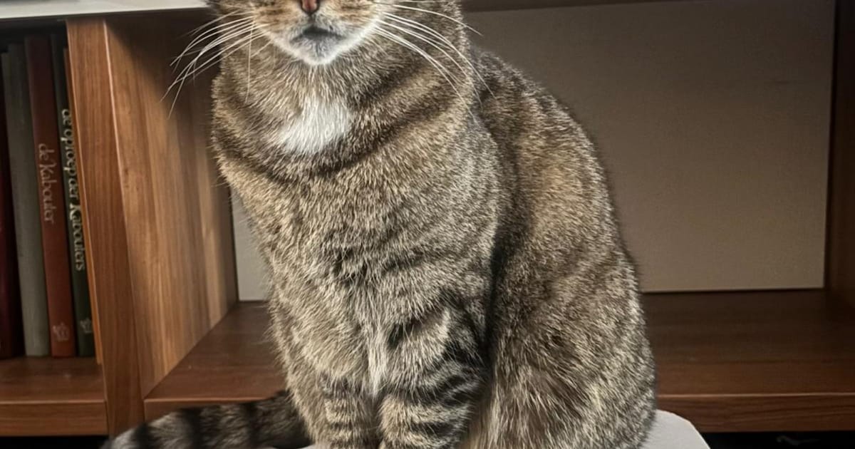 Heb jij Dash gezien? Dit huisdier wordt in Etten-Leur vermist