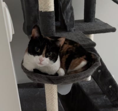 Heb jij Sep, Bino of Poetie gezien? Deze vier huisdieren worden in Moerdijk vermist