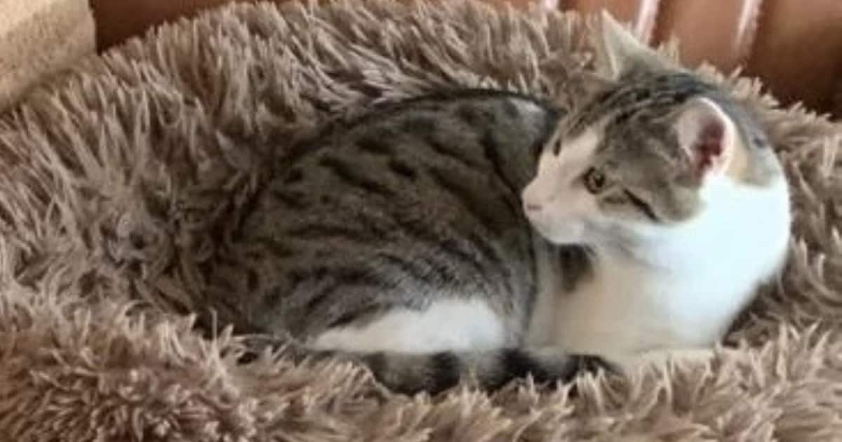 Heb jij Billy, Max of Ollie gezien? Deze drie huisdieren worden in Breda vermist