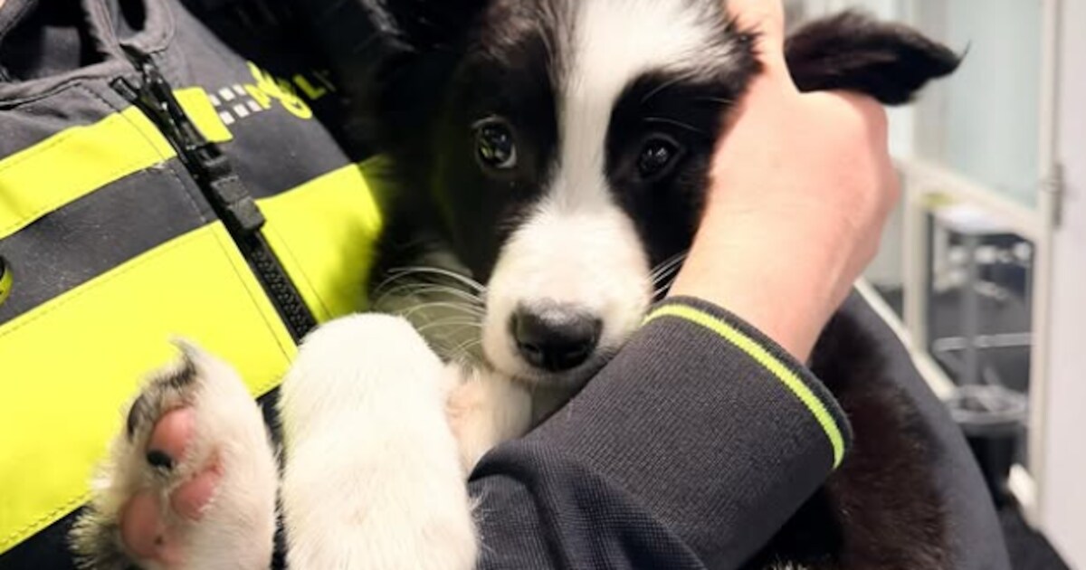 Politie bevrijdt puppy van ijskoud Rotterdams balkon: maar 2 graden en geen beschutting