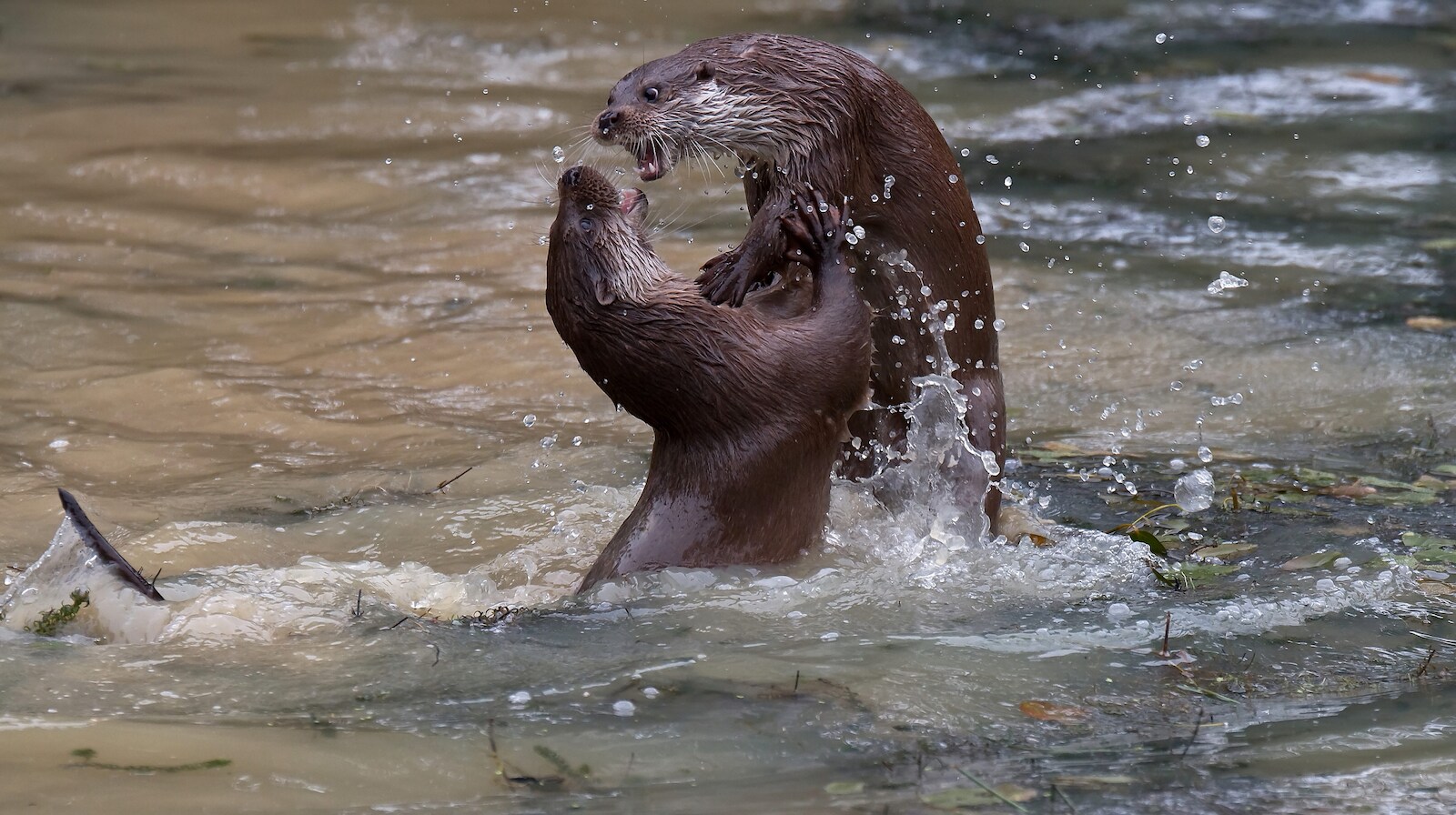 Beeld uit de documentaire 'De otter, een legende keert terug'.