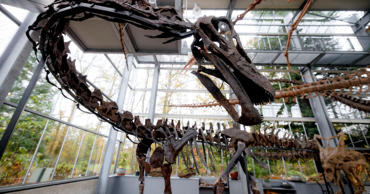 Wie biedt? Deze dino zoekt een nieuwe eigenaar: ‘Brengt straks miljoenen op’