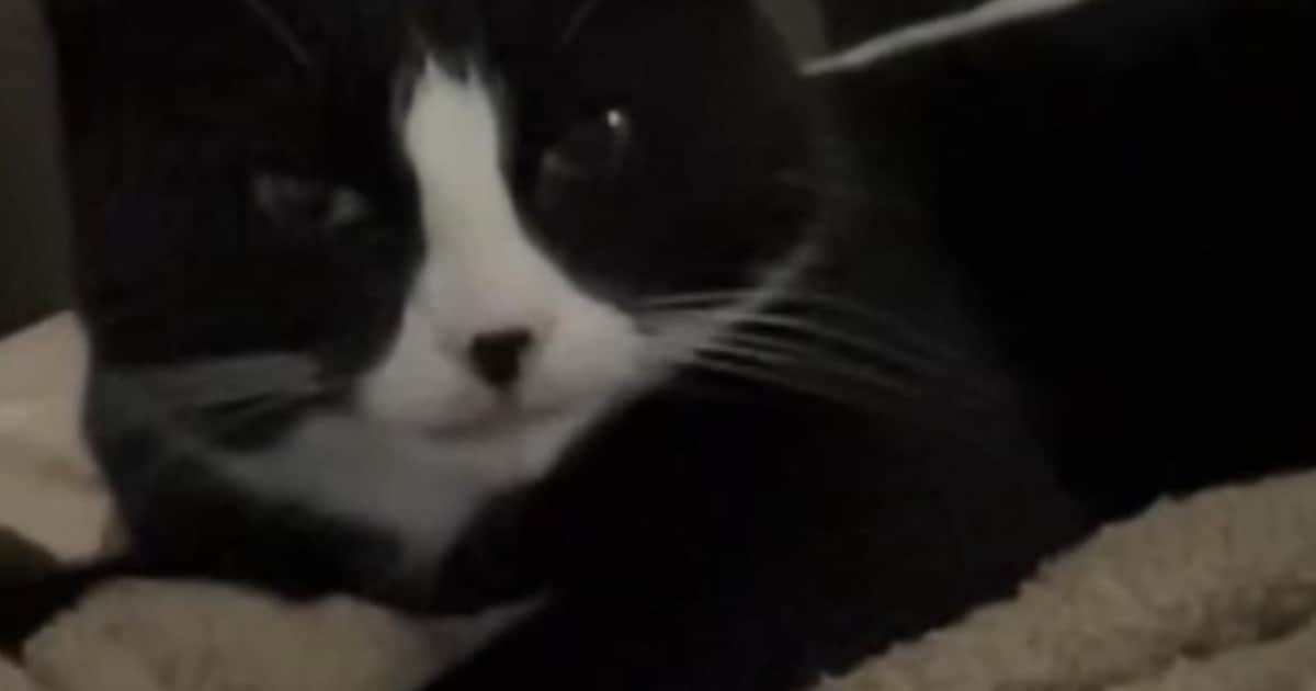 Heb jij Goefie gezien? Dit huisdier wordt in Drimmelen vermist