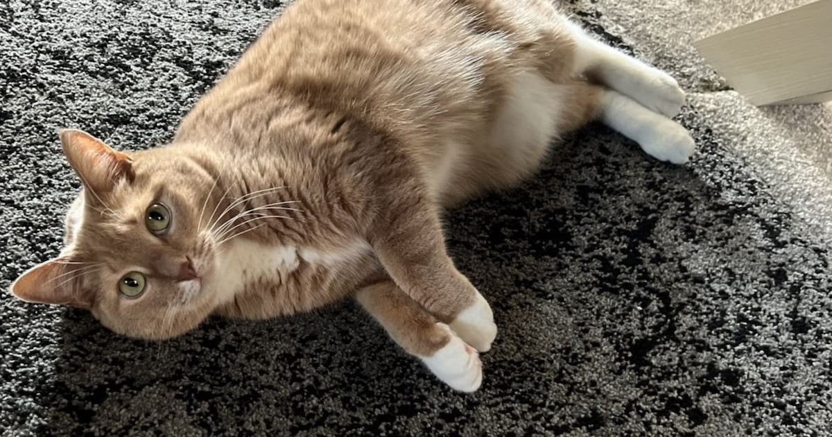 Heb jij Bella gezien? Dit huisdier wordt in Rucphen vermist