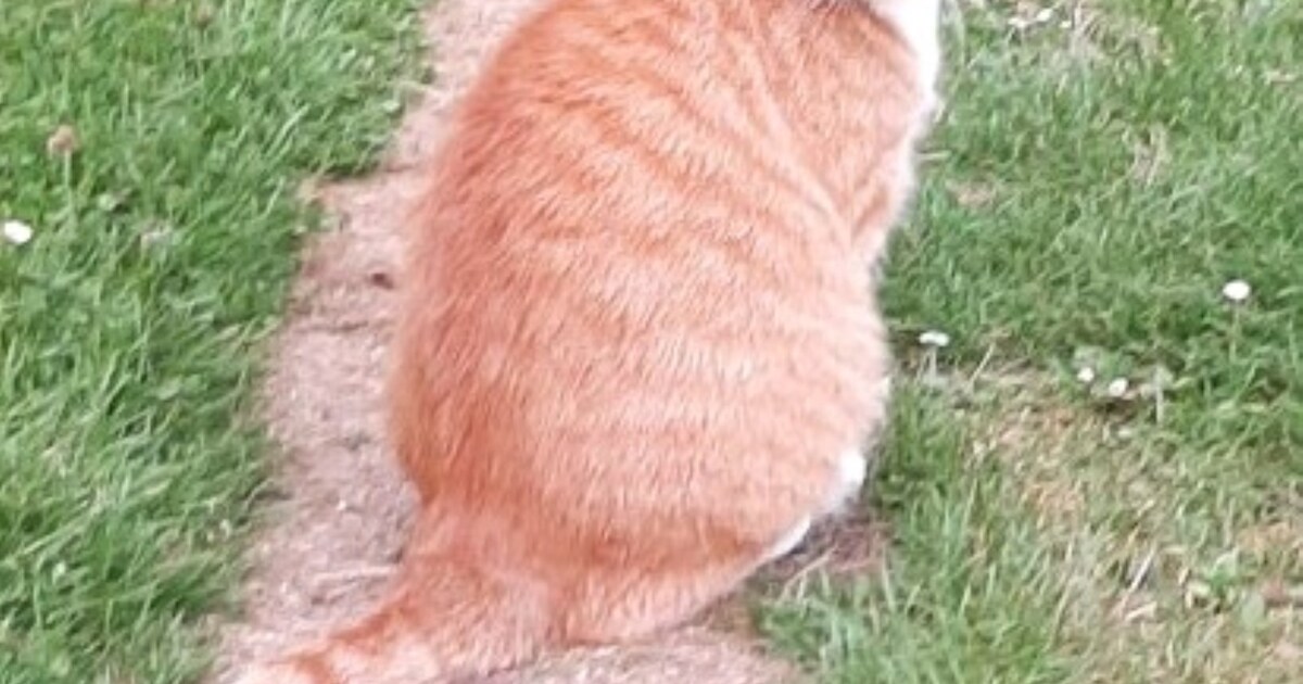 Heb jij Assie gezien? Dit huisdier wordt in Gilze en Rijen vermist ...
