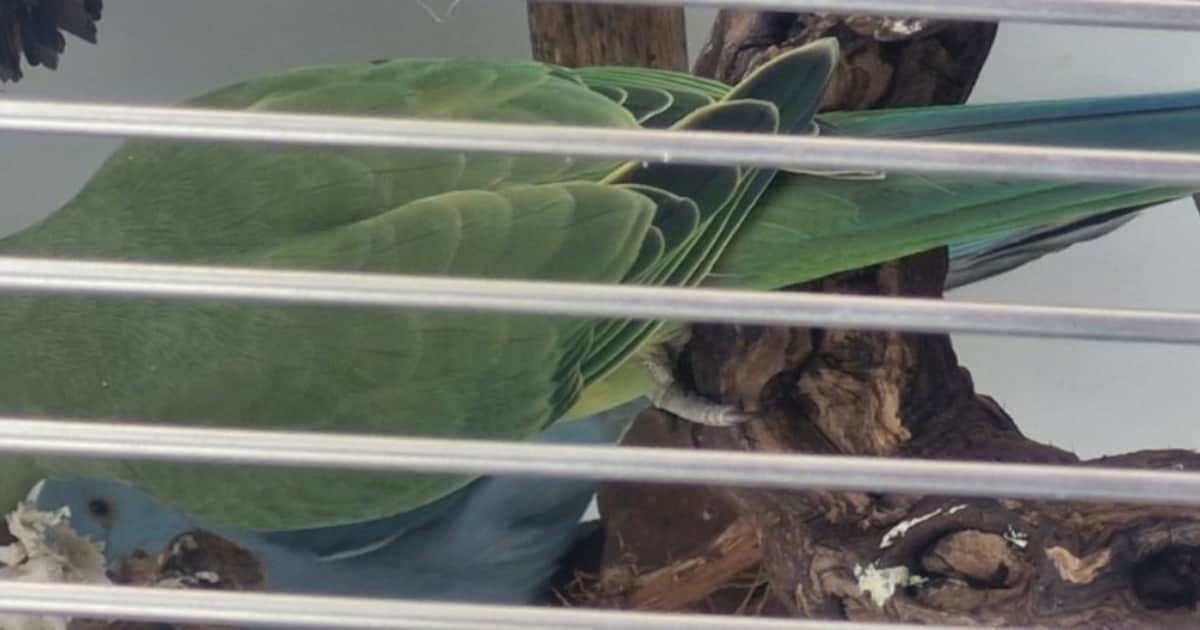 Heb jij Rio gezien? Dit huisdier wordt in Woensdrecht vermist
