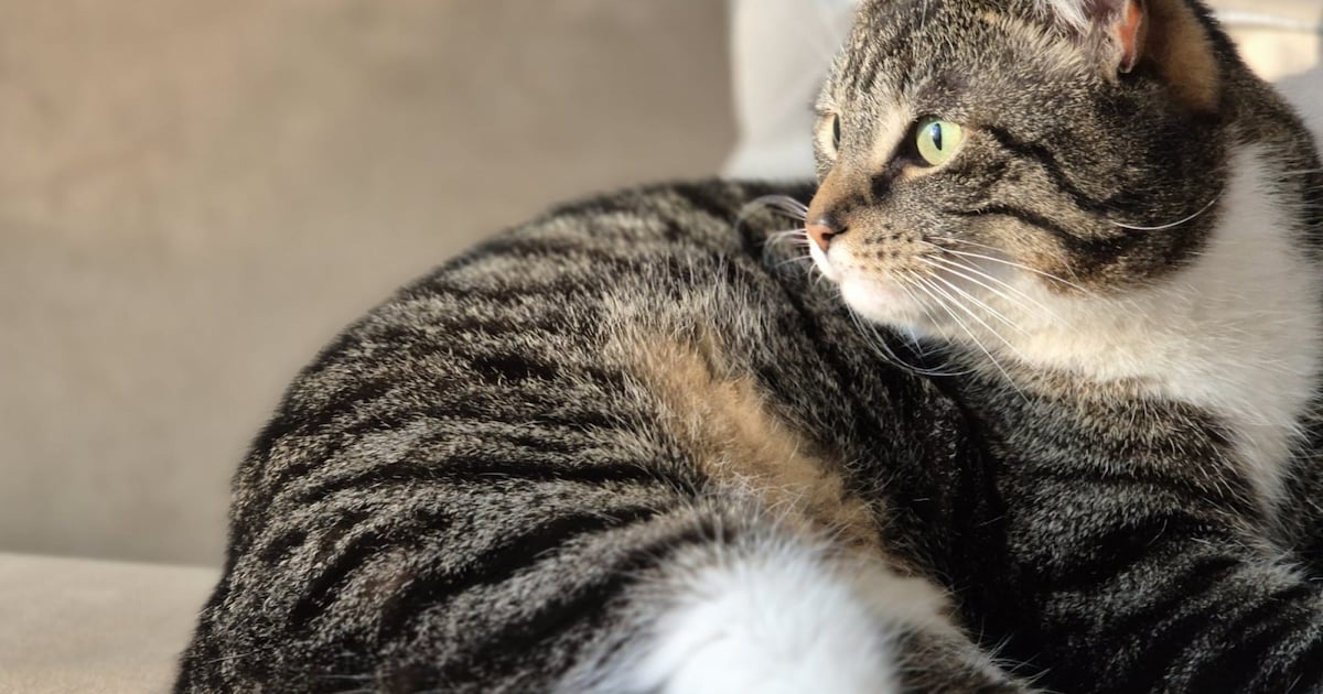 Heb jij Pixie of Karel gezien? Deze twee huisdieren worden in Moerdijk vermist