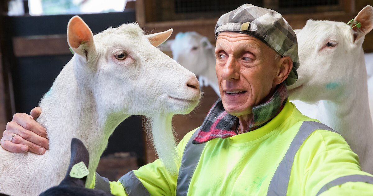 Topfokker uit Stampersgat: ‘Geiten zijn eerlijk, ze belonen je als je ze goed verzorgt’