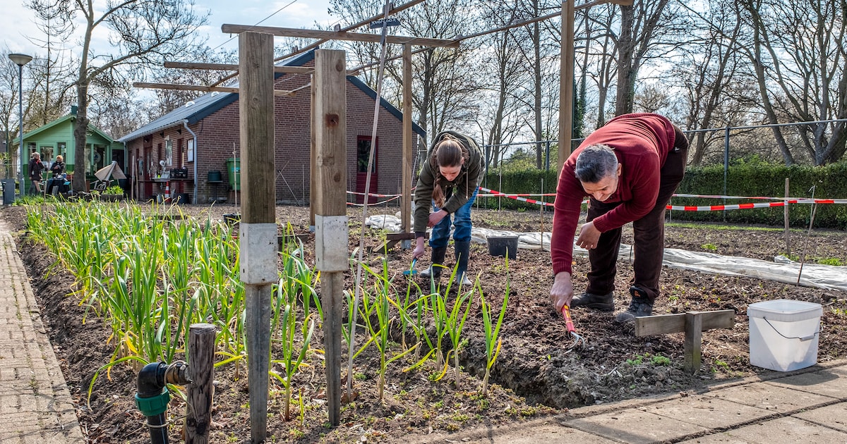 Expositie ‘Geestig Gezien’ eert Paul van der Geest in Vierlingsbeek