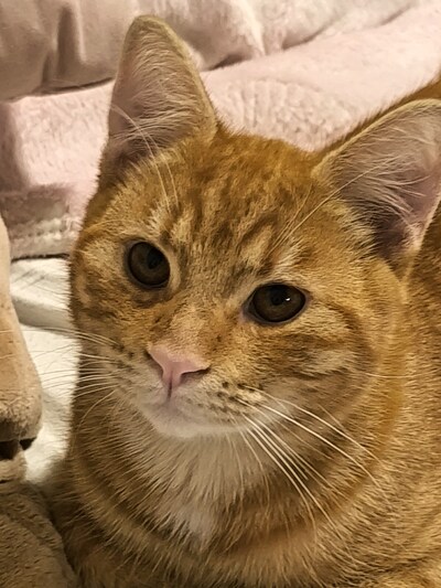 Heb jij Rudy gezien? Dit huisdier wordt in Oosterhout vermist