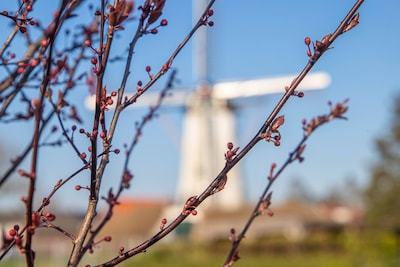 Weekendtips: deze dingen doe je in Bergen op Zoom (13 - 15 maart)