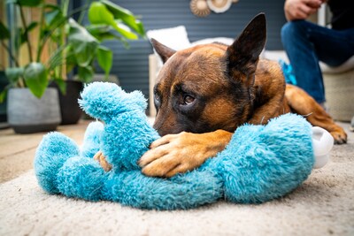 Dylan en Silke adopteerden een politiehond, en dat levert bijzondere taferelen op: ‘Het lijkt net een puppy’