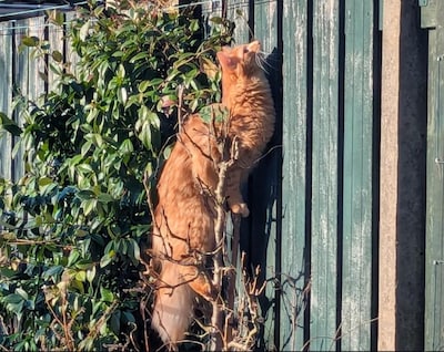 Heb jij April, Kitten 1 of Kira gezien? Deze zes huisdieren worden in Etten-Leur vermist