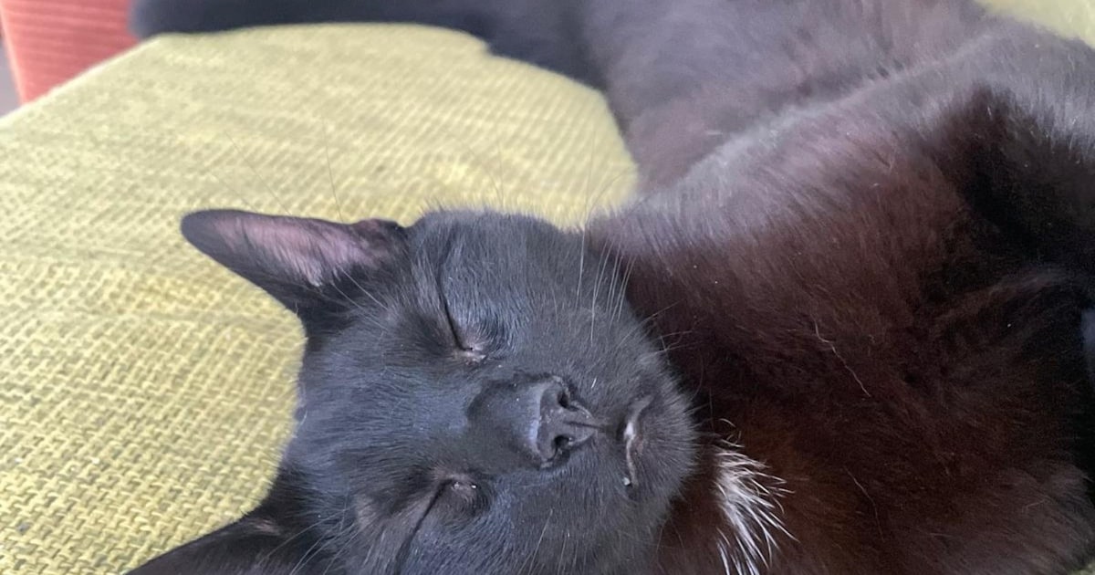 Heb jij Telly gezien? Dit huisdier wordt in Baarle-Nassau vermist