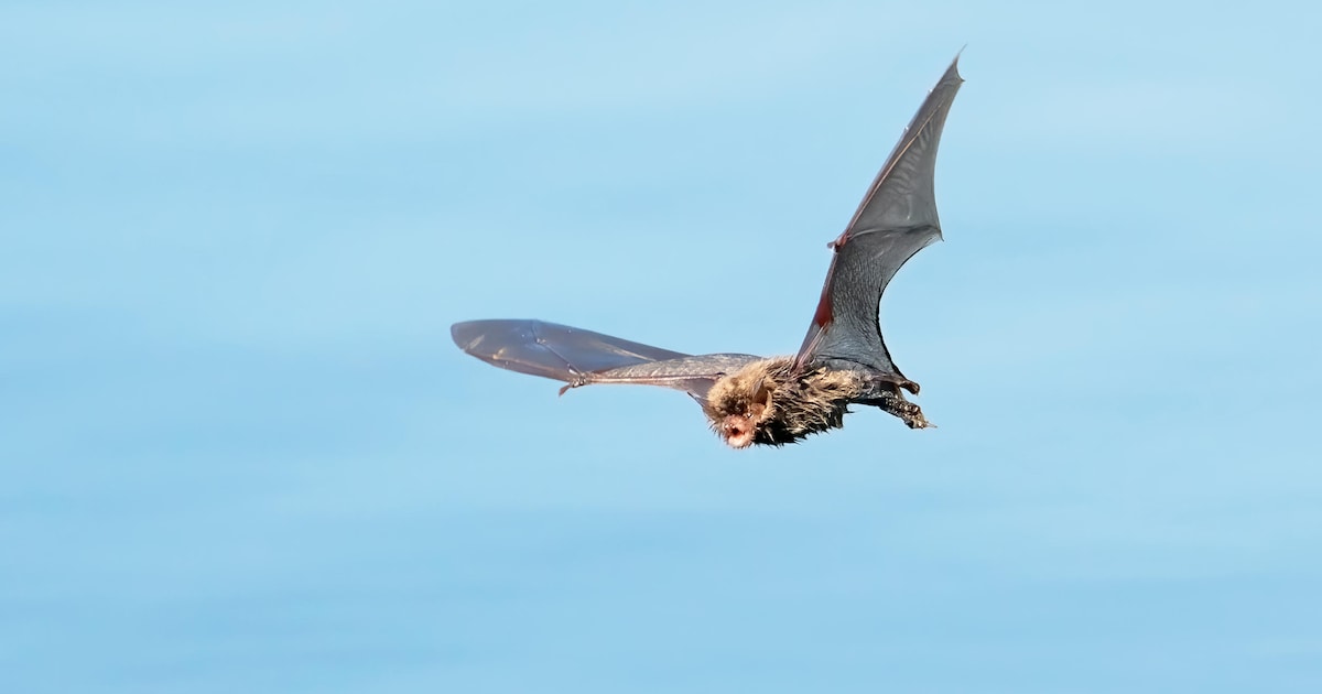 Schouwen-Duiveland zoekt plekken voor vleermuisvoorzieningen
