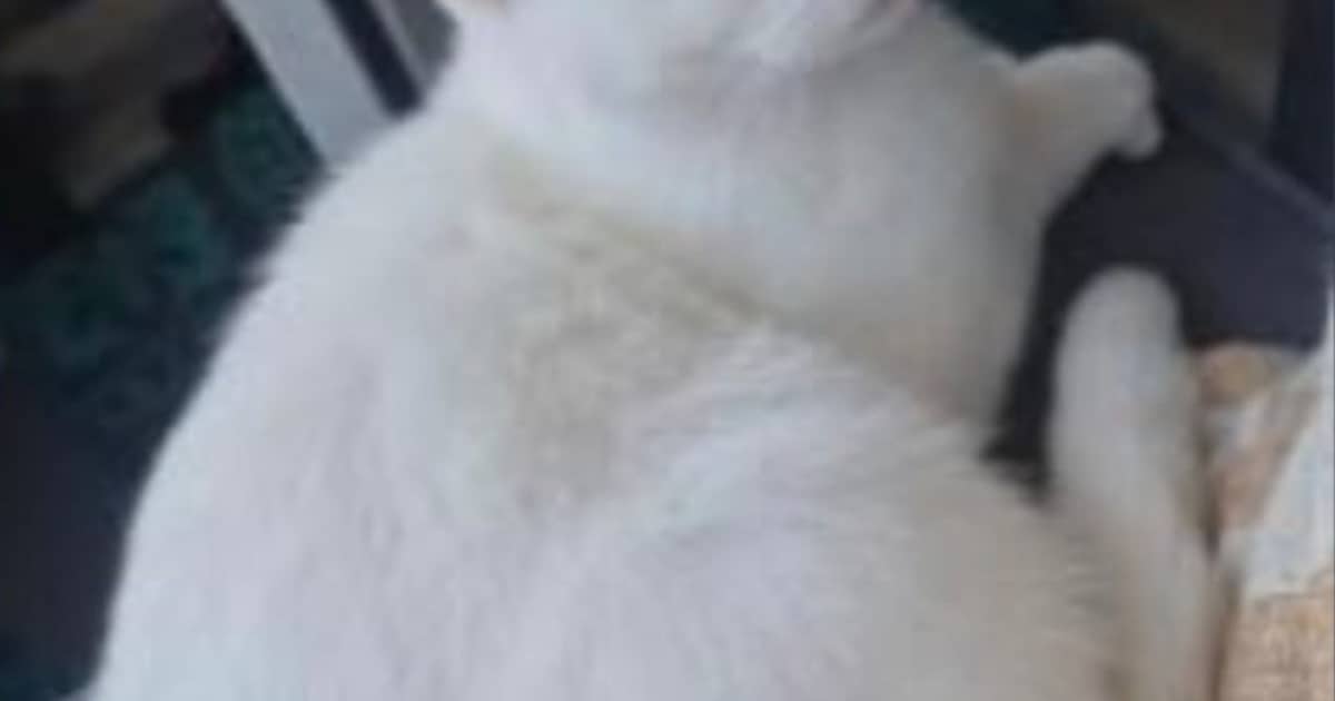 Heb jij Elsa of Skip gezien? Deze twee huisdieren worden in Oosterhout vermist