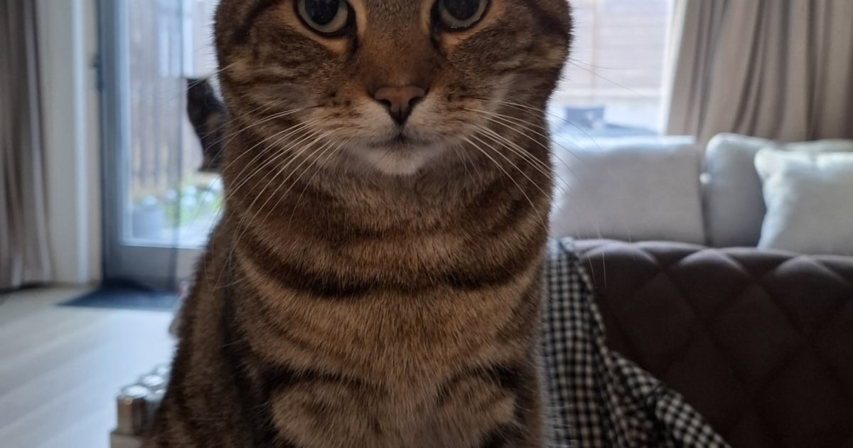 Heb jij Chimo gezien? Dit huisdier wordt in Moerdijk vermist