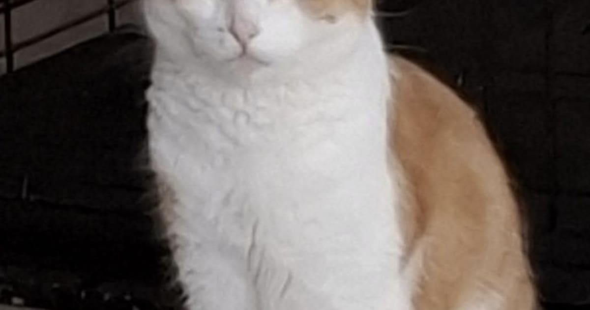 Heb jij Navi, Log of Kwik gezien? Deze 11 huisdieren worden in Breda vermist
