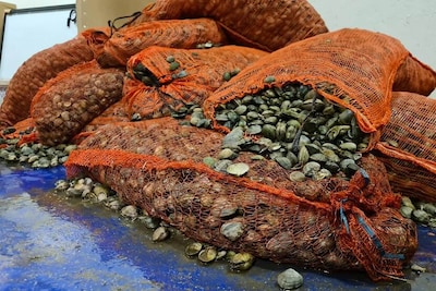 Geen bewijs dat man uit Bruinisse tapijtschelpen uit vervuilde rivier in Portugal importeerde