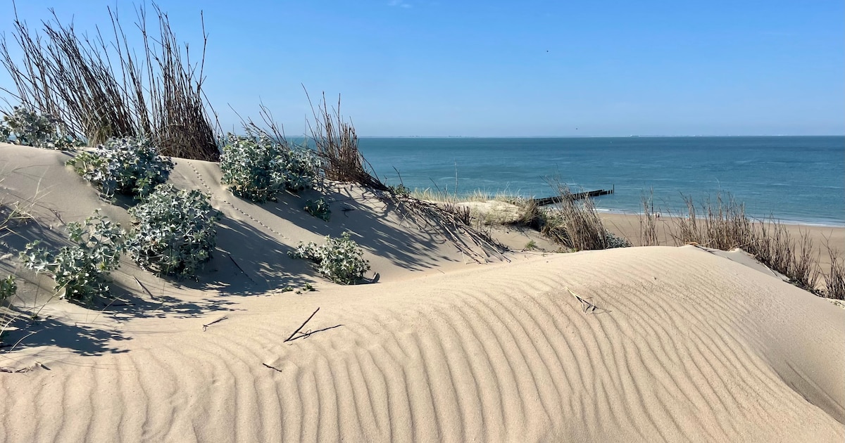 Wind creërt lijnenspel in de duinen