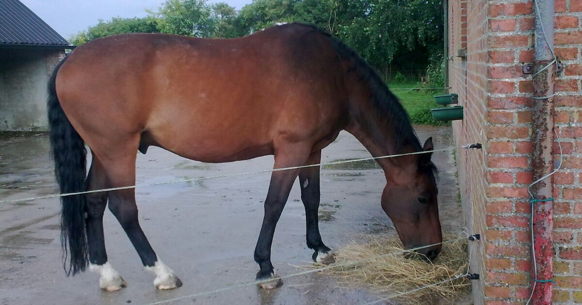 Paard overleden na zware mishandeling in Zuidzande