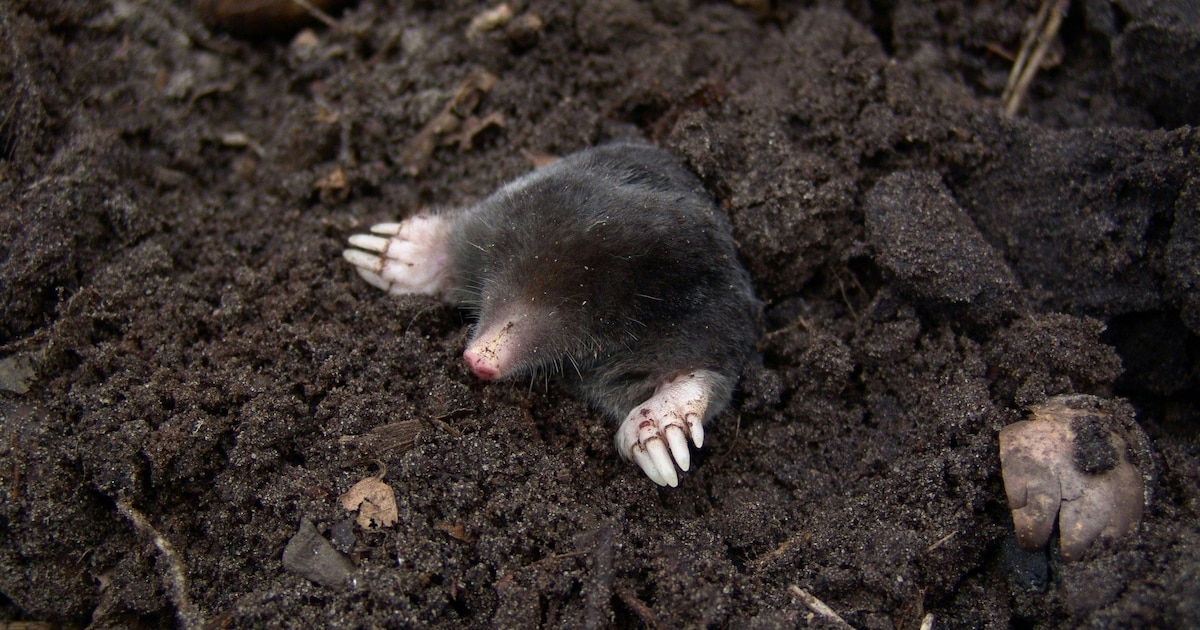 Hoekschewaards Landschap houdt bodemdierensafari in Strijen
