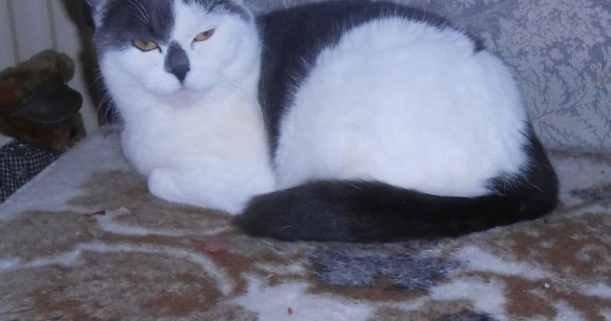 Heb jij Mila gezien? Dit huisdier wordt in Zundert vermist