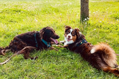 Roep om groter uitrenveld in park: ‘Belangrijk voor grote honden’