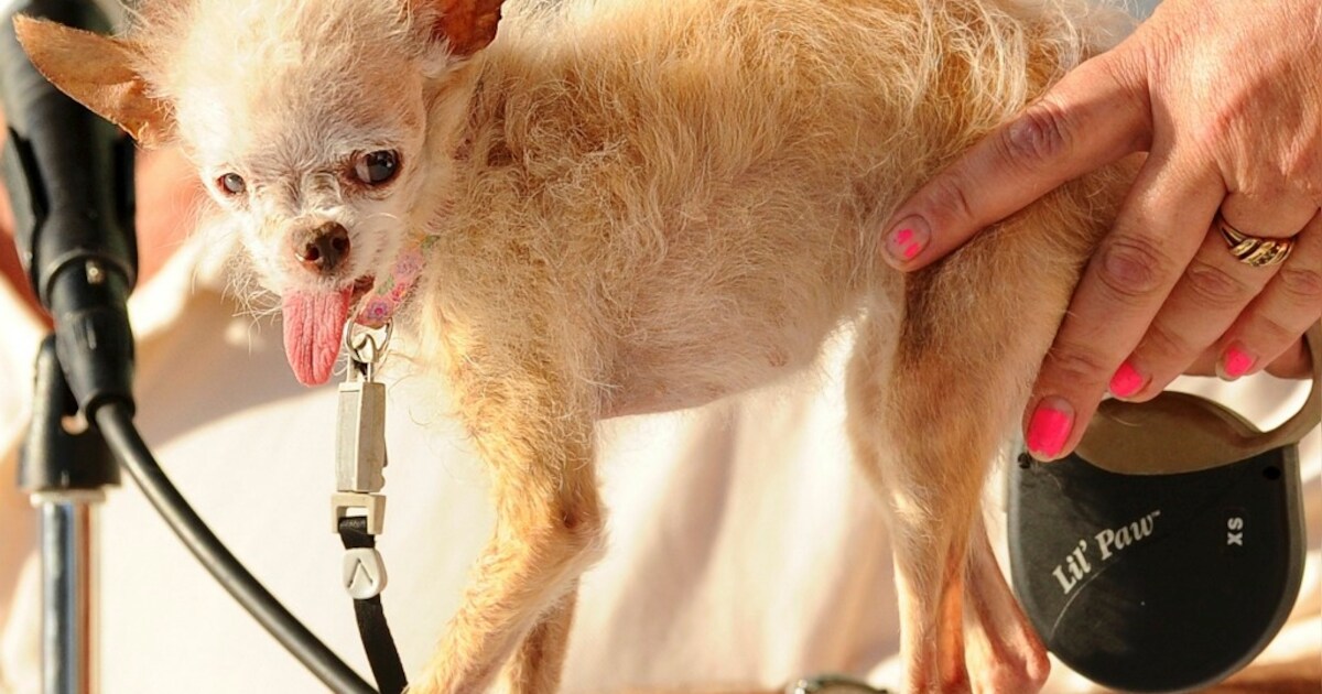 Mugly is de lelijkste hond ter wereld | Overig | bndestem.nl