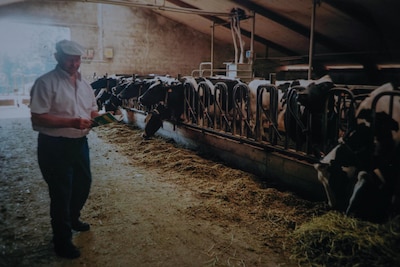 Als Hans in de stal gaat kijken, ziet hij zijn vader in een plas bloed liggen: ‘De glans is ineens uit je leven verdwenen’