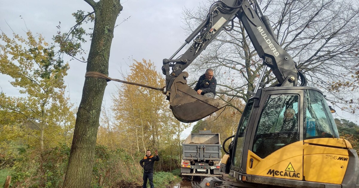 Door storm gevelde bomen in Heukelom terug op hun plek gezet: ‘De kans dat ze opnieuw omwaaien is he