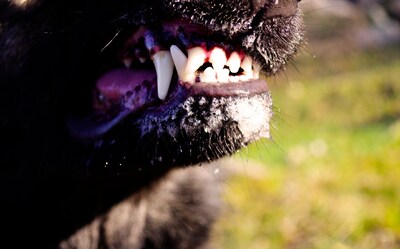 Rottweiler bijt andere hond en wordt door eigenaar aangespoord ook diens baasje te grijpen