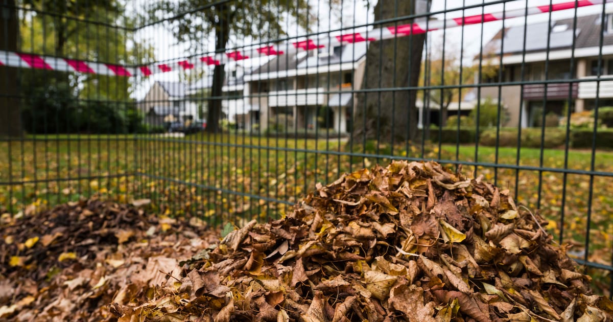 Gemeente Gilze en Rijen plaatst deze week 250 bladkorven | Regio | BN ...