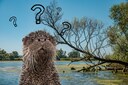 Komt de otter naar de Biesbosch?