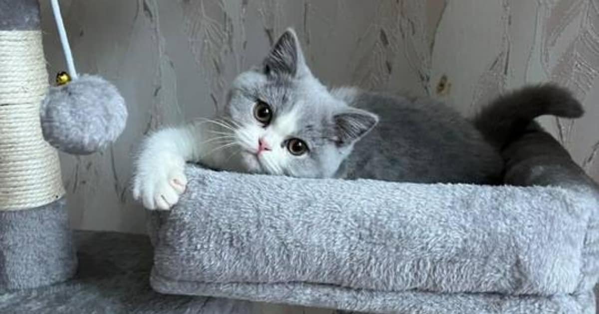 Peperdure behandeling bij dierenarts laat kattenbaasje Manuela schrikken: ‘Kan niet slapen van verdr