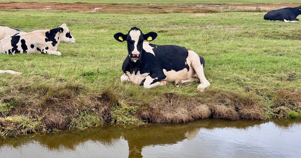 BBB’ers botsen over zout kanaalwater in Yerseke en Kapelse Moer: ‘Dit ...