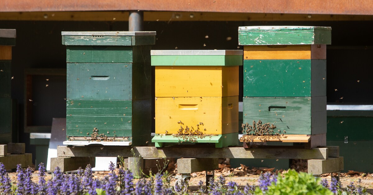 Bijenkasten inclusief bijenvolk en honing gestolen
