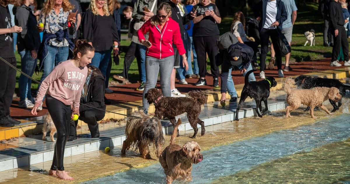 Geen geschater, maar geblaf bij De Warande op dierendag: ‘Er zou vaker ...