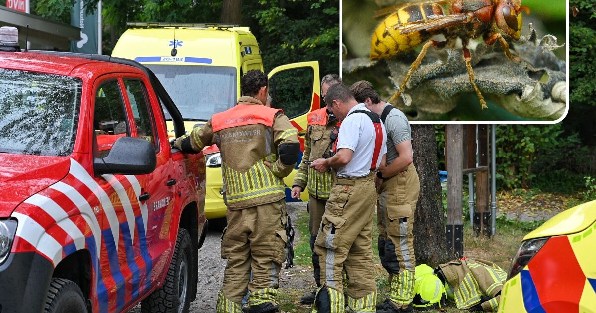 Opnieuw raak rond hoornaarnest bij Oisterwijk: vrouw drie keer gestoken, brandweer haalt haar uit bo