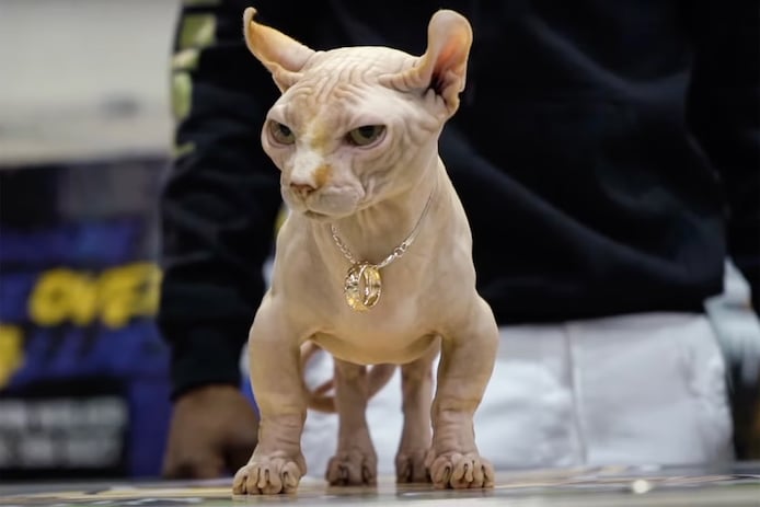Is het een kat, is het een vechthond? Nee, dit is een kapot gefokte ...