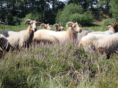 Schaapjes uit het Mastbos krijgen een ontroerende tweede taak: hun wol helpt jonge bomen groeien
