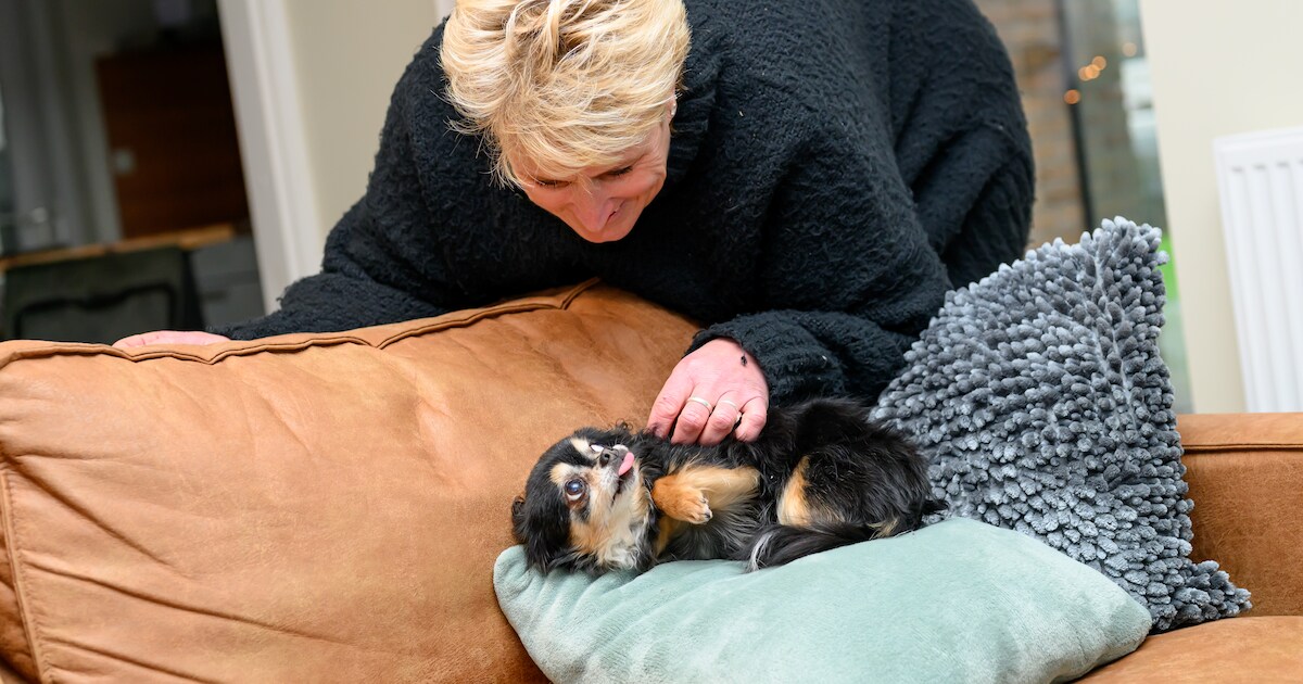 Lisa de chihuahua vocht voor haar leven in rioolput Burgh-Haamstede: ‘Stroming sleurde haar bijna me