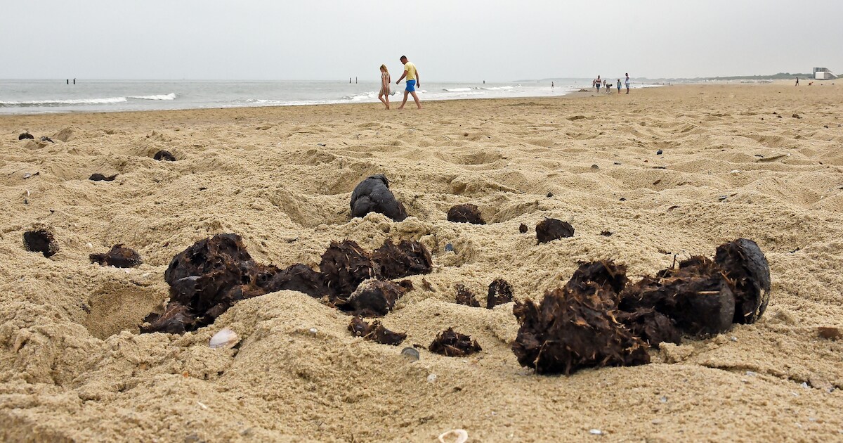 Sluise partijen ergeren zich aan poepende honden en paarden op het strand: ‘Het Zwin lijkt een mijne