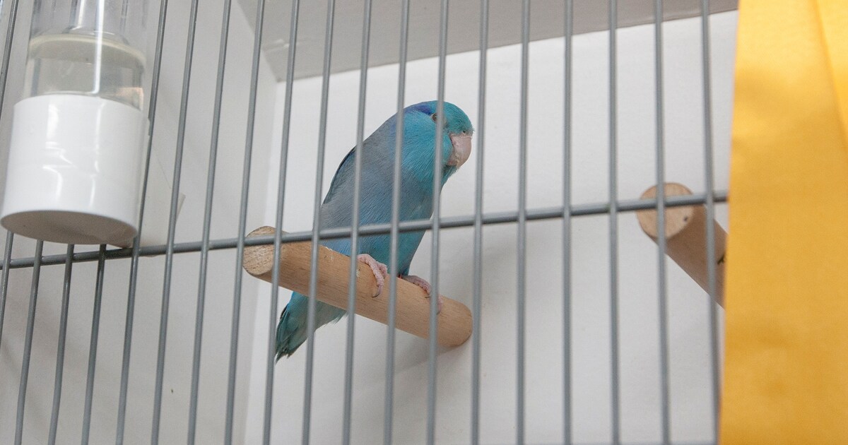 Meer dan 1500 vogels op districtstentoonstelling in Vogelwaarde