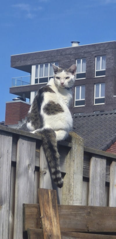 Heb jij Douwe gezien? Dit huisdier wordt in Oosterhout vermist