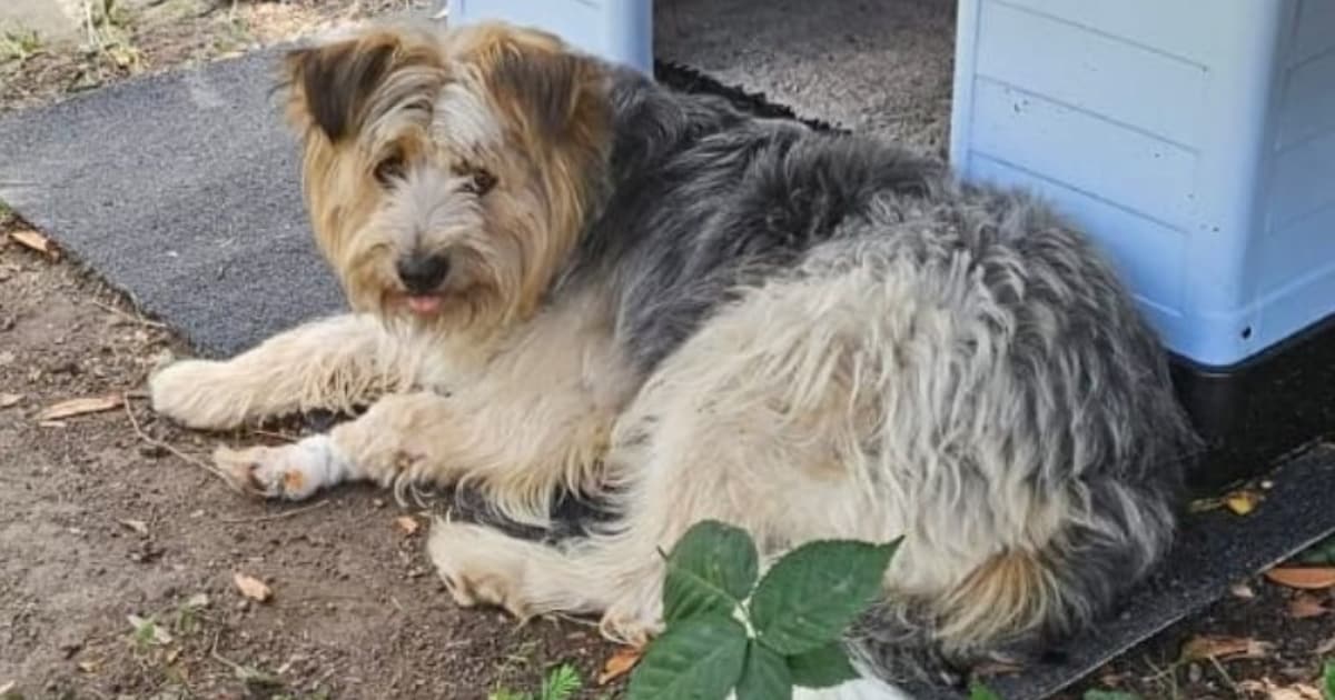 Heb jij Kevin gezien? Dit huisdier wordt in Oosterhout vermist