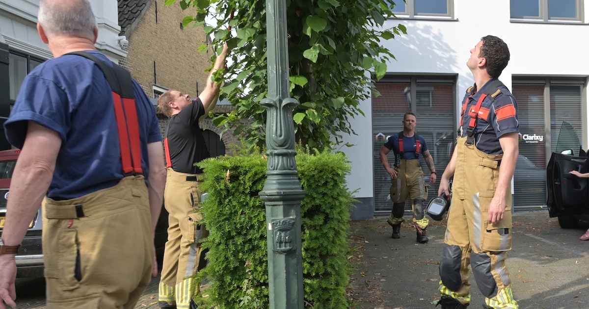 Brandweer bevrijdt duif uit boom tegenover bakkerij in Breda, redders krijgen zak worstenbroodjes me