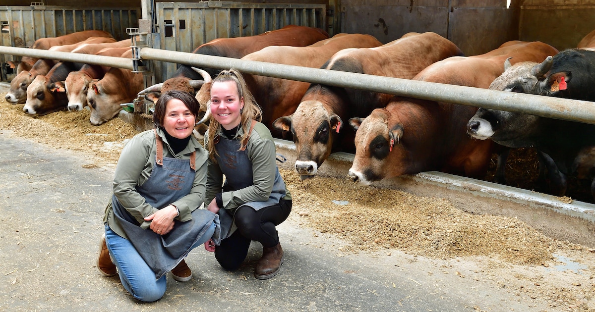 Vleesboerderij geeft publiek kijkje in de stal met runderen van 900 kilo: ‘Wat je in de vitrine ziet