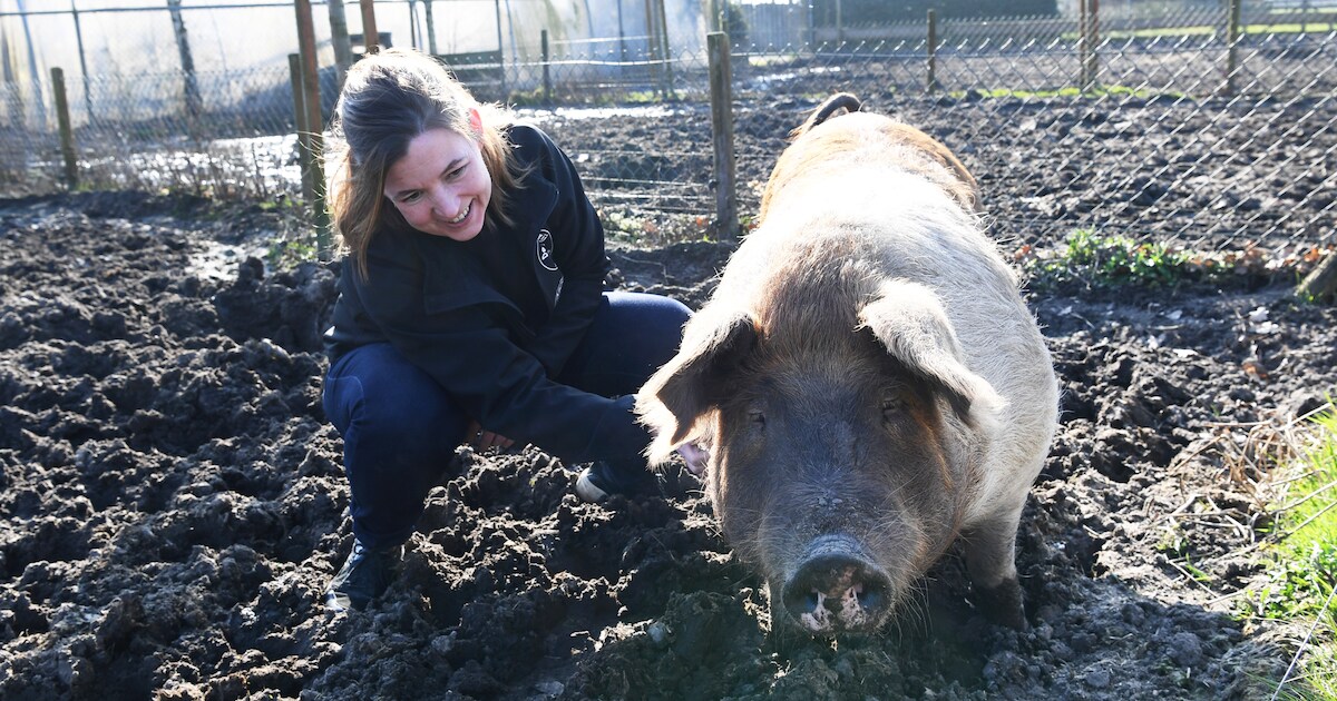 Scharrelvarkens Doutzen, Kelly en Froukje zijn de ‘grote vriendinnen’ van deze boerin